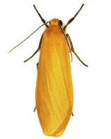 Eilema sororcula - Orange Footman