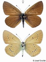 Polyommatus semiargus - Mazarine Blue