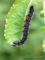 Nymphalis antiopa - Camberwell Beauty