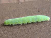 Pieris napi - Green-veined White