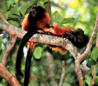 Black-faced lion tamarin (Leontopithecus caissara)