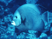 Pomacanthus arcuatus, Gray angelfish: fisheries, aquarium