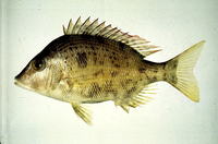 Lethrinus haematopterus, Chinese emperor: fisheries, aquaculture