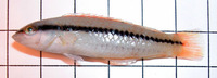 Halichoeres bivittatus, Slippery dick: aquarium