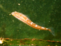 Synchirus gilli, Manacled sculpin: