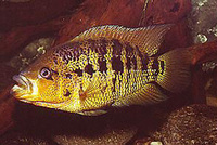 Parachromis friedrichsthalii, Yellowjacket cichlid: gamefish, aquarium
