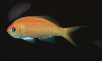Pseudanthias thompsoni, Hawaiian anthias: aquarium