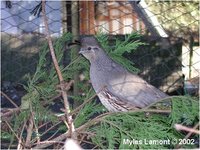 Gambel's Quail, Female Callipepla gambelii