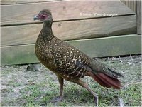 Swinhoe's Pheasant Lophura swinhoii