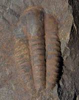 Ellipsocephalus hoffi