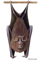 Image of: Rhinolophus rouxii (rufous horseshoe bat)