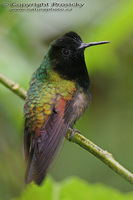 Eupherusa nigriventris - Black-bellied Hummingbird