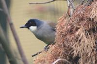 Garrulax galbanus - Yellow-throated Laughingthrush