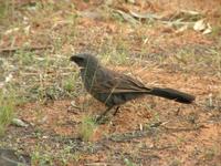 Struthidea cinerea - Apostlebird