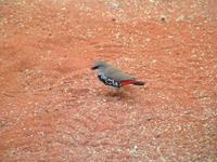 Stagonopleura guttata - Diamond Firetail