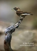 Oenanthe hispanica - Black-eared Wheatear