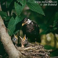 Turdus merula - Eurasian Blackbird