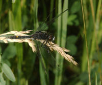 Image of: Leucorrhinia intacta