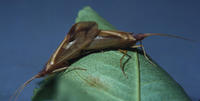 Image of: Trichoptera (caddisflies)