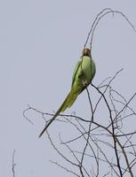 Psittacula krameri - Rose-ringed Parakeet