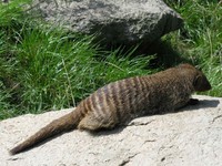 Mungos mungo - Banded Mongoose