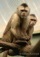 Cebus olivaceus - Weeping Capuchin