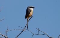 Image of: Lanius tephronotus (grey-backed shrike)