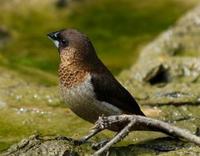 Image of: Lonchura striata (white-rumped munia)