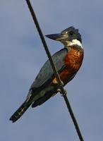 Image of: Megaceryle alcyon (belted kingfisher)