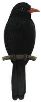 Image of: Monasa nigrifrons (black-fronted nunbird)