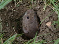 Microtus arvalis - Common Vole