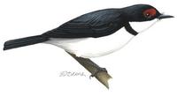Image of: Platysteira peltata (black-throated wattle-eye)