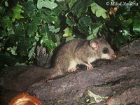 Glis glis - Edible Dormouse