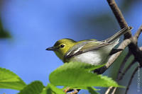 Image of: Vireo flavifrons (yellow-throated vireo)