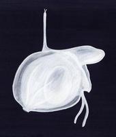 Image of: Divariscintilla yoyo (yoyo galeommatid)