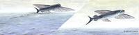 Image of: Exocoetidae (flyingfishes and halfbeaks)
