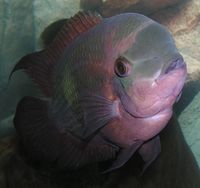 Hypselecara temporalis - Chocolate Cichlid