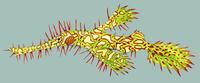 Image of: Solenostomus paradoxus (shortbodied pipefish)