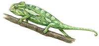 Image of: Chamaeleo chamaeleon