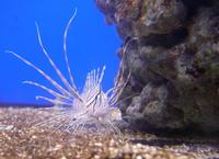 Pterois volitans - Butterfly Cod