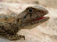 Agama impalearis