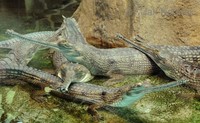 Gavialis gangeticus - Gavial