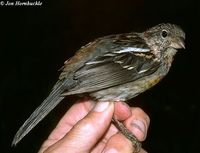 Three-banded Rosefinch - Carpodacus trifasciatus