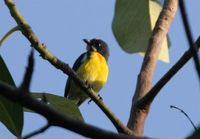 Palawan Flowerpecker - Prionochilus plateni