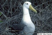Waved Albatross - Phoebastria irrorata