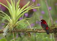 Crimson-backed Tanager (Ramphocelus dimidiatus) photo