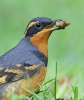 Varied Thrush (Zoothera (Ixoreus) naevius) photo