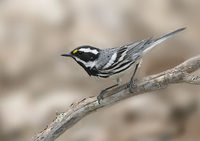 Black-throated Gray Warbler (Dendroica nigrescens) photo