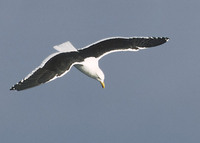 Kelp Gull (Larus dominicanus) photo