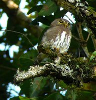 Tamaulipas Pygmy-Owl - Glaucidium sanchezi